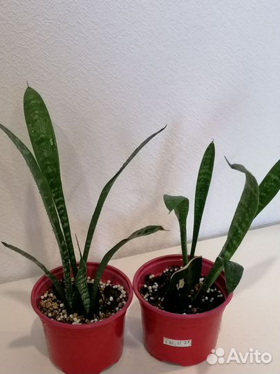 Сансевиерия