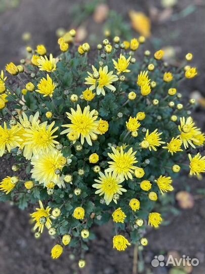 Хризантемы мультифлора шаровидная