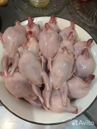 Яйца перепелиные, инкубационные, домашние,мясо