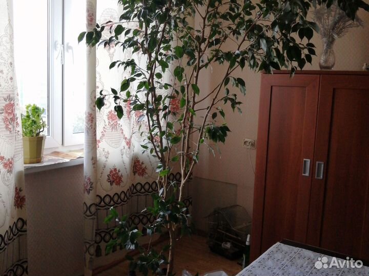 Фикус бенджамина