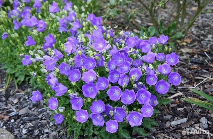 Многолетние садовые цветы