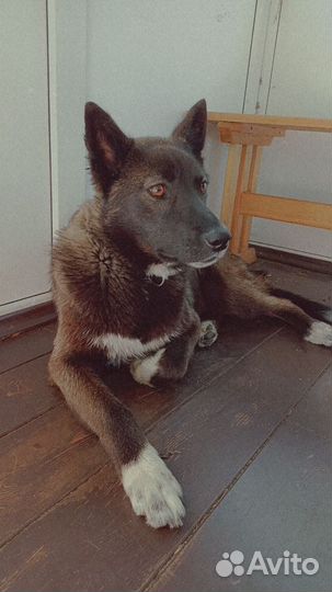 Щенок лайки в добрые руки