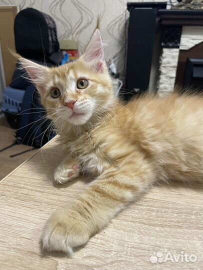 Котята мейн-кун