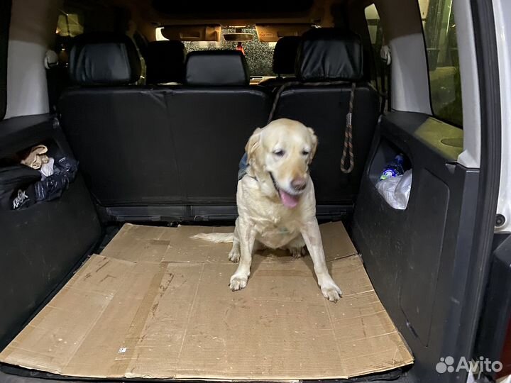 Перевозка домашних животных, ZOO Такси Ярик