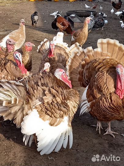 Индюки домашние