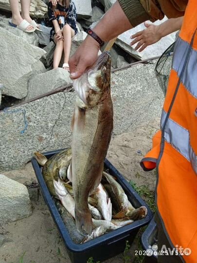 Силиконовые приманки для ловли судака