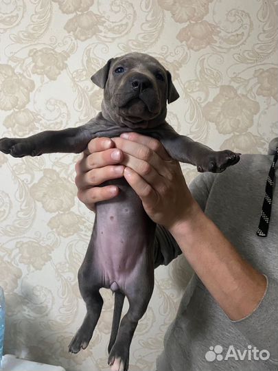 Щенки Прайтера