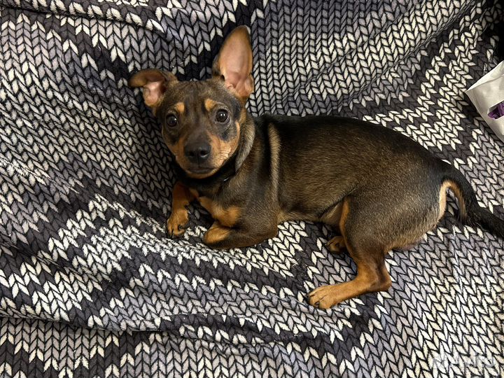 Костюм для мелькой собаки