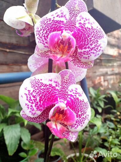 Комнатные растения цветы орхидея