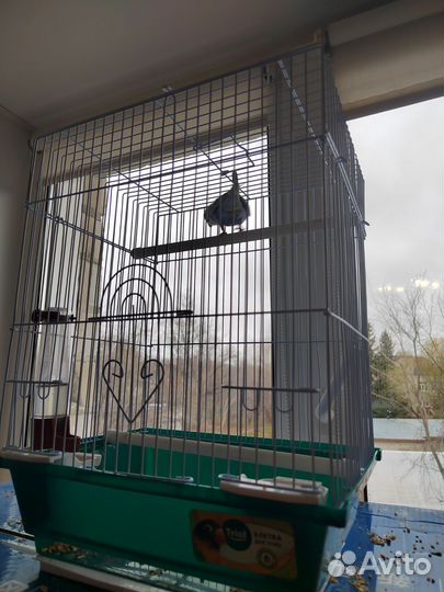 Волнистый попугай с клеткой