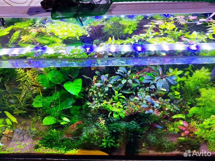 Аквариумные растения