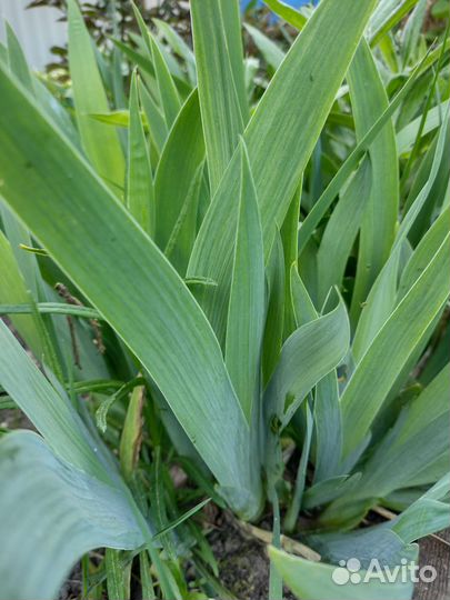 Примула и многолетники