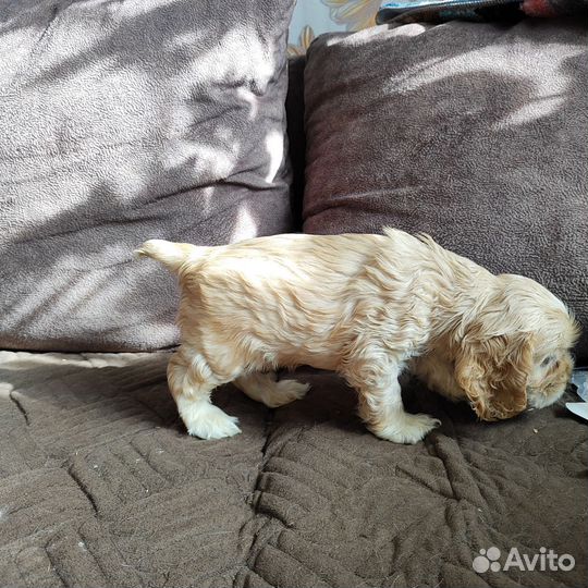 Кокер спаниель