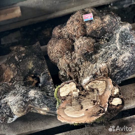 Сувель берёзовый. Просушенный