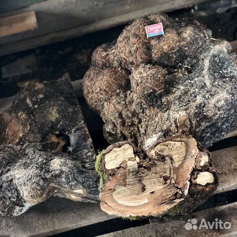 Сувель берёзовый. Просушенный