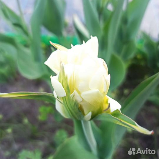 Тюльпаны Махровые в ассортименте. Каллы