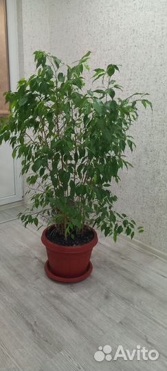 Фикус бенджамина большой