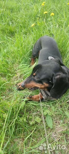 Такса вязка