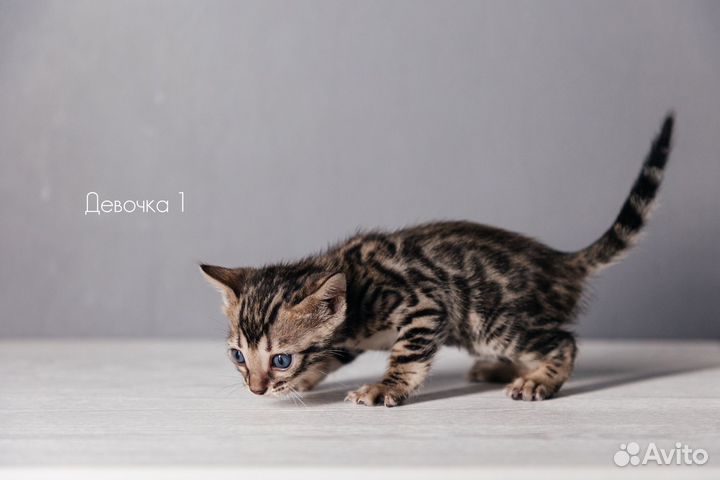 Бенгальские котята
