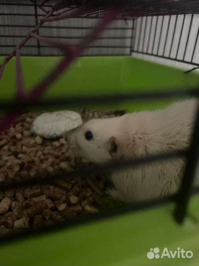 Крыса дамбов добрые ручки