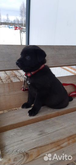 Щенки в хорошие руки