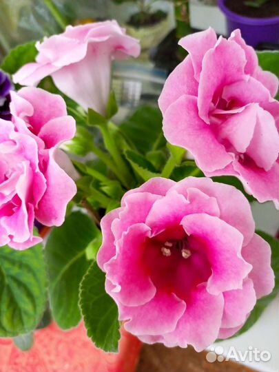 Глоксиния махровая