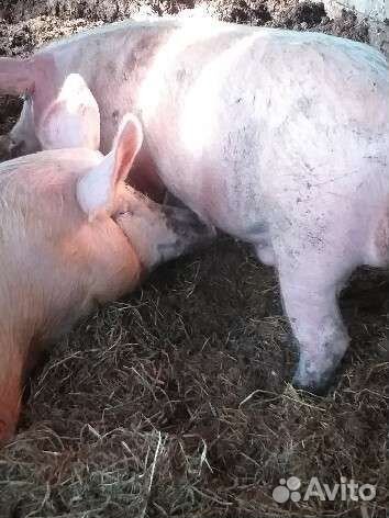 Домашние животные