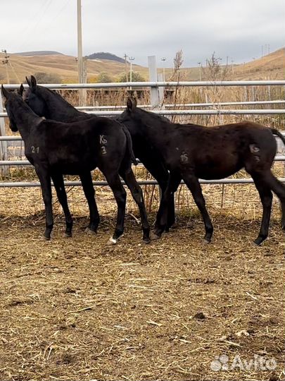 Къ жеребята