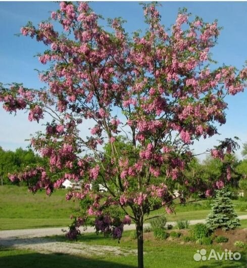 Робиния (Розовая акация )