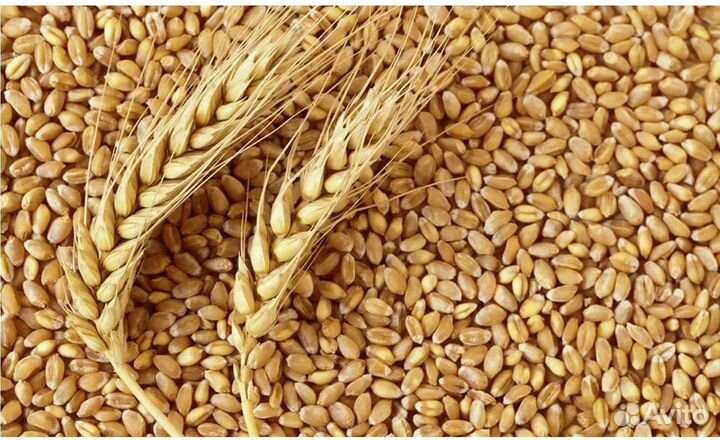 Зерно пшеница