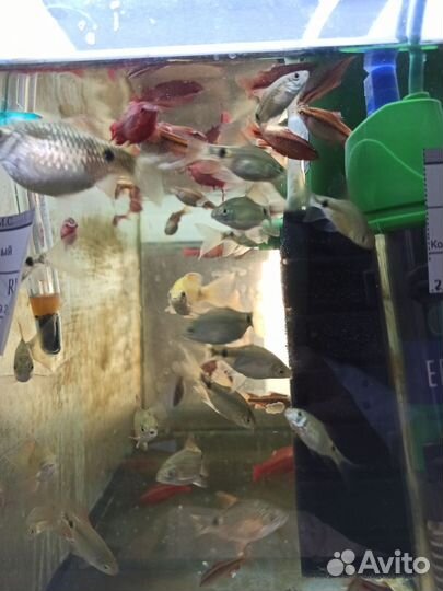 Аквариумные рыбки