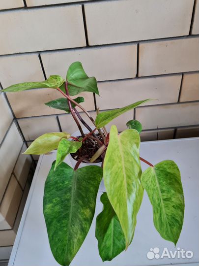 Филодендрон, панданус, цицус, папоротники