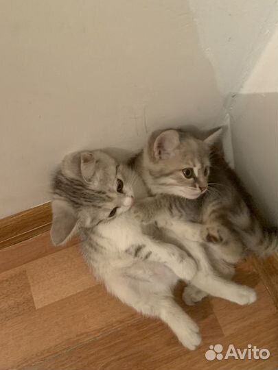 Британская кошки в дар