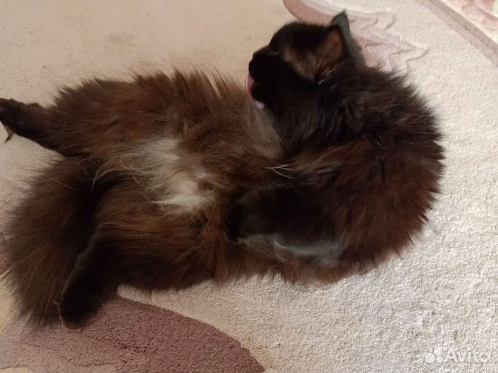 Кошка