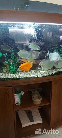 Метиннис и липоринус