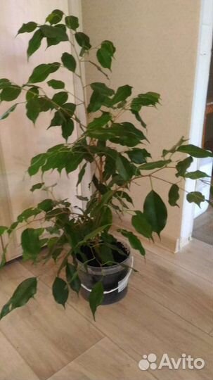 Фикусы бенджамина