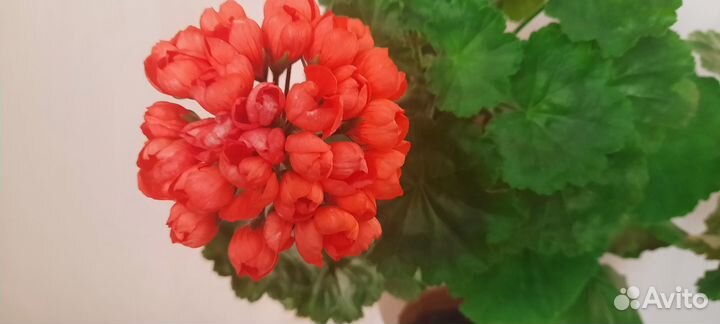 Продам комнатные растения