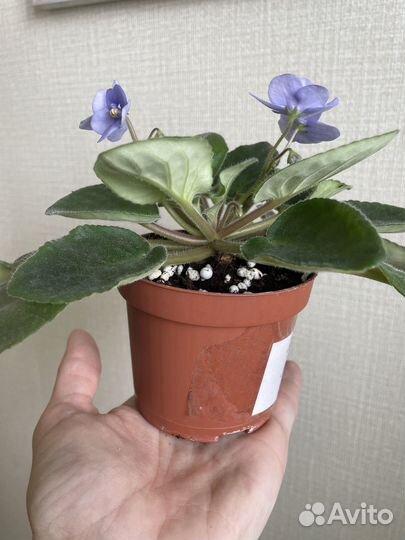 Цветущая фиалка