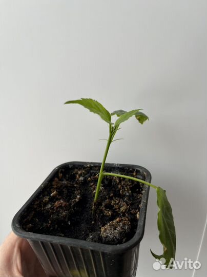 Гибискус китайская роза