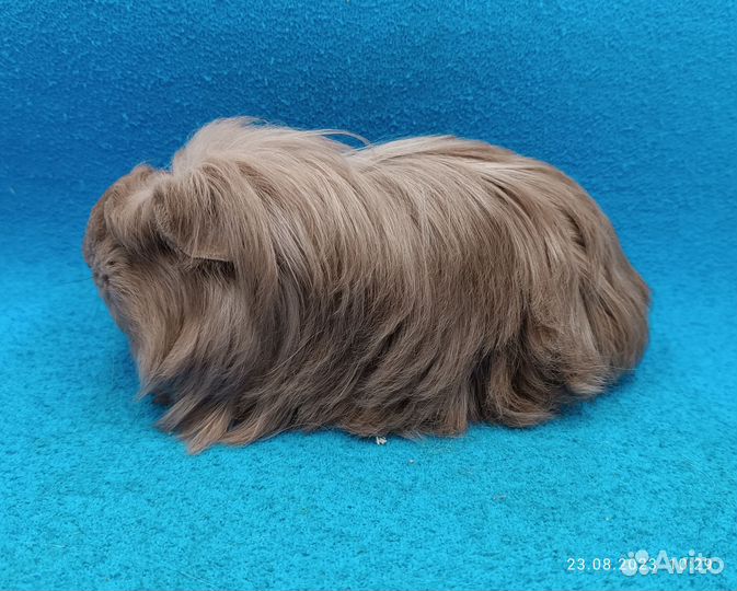 Морская свинка