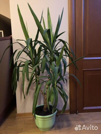 Пальма юкка