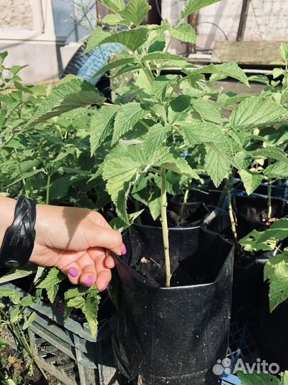 Саженцы малины Таруса