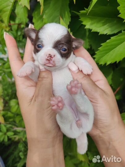 Щенки чихуахуа