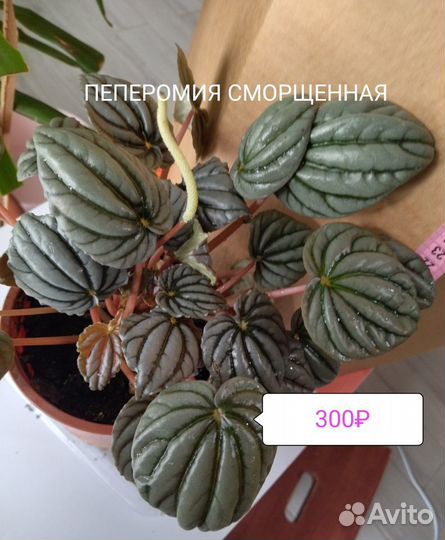 Сингониум розовый Неон Пеперомия Цикас