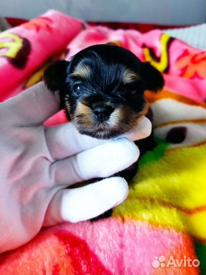 Няшные Кукляшные 3 девочки и мальчик цветного йорк