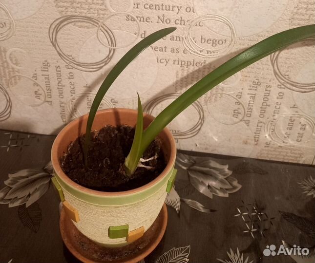 Лилия домашняя (гиппеаструм)