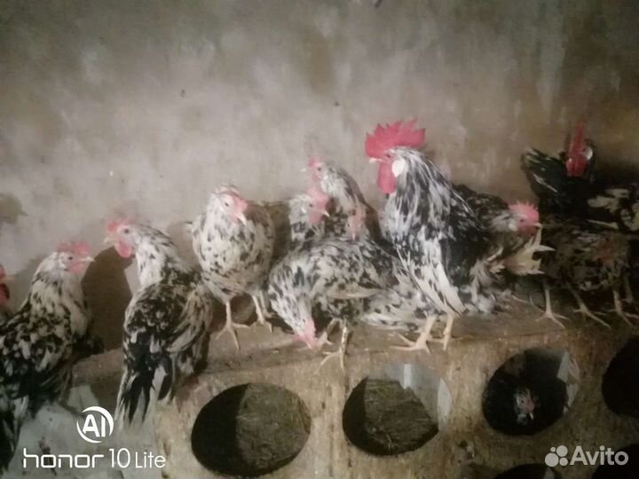 Куры, Инкубационное яйцо,петухи