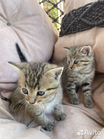 Котята Вискас