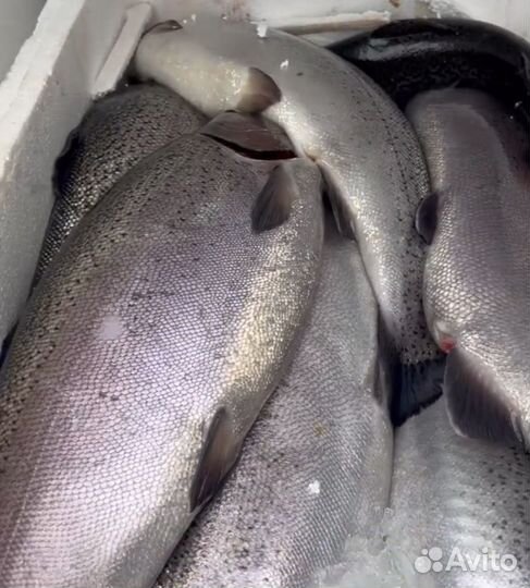 Форель охлажденная оптом