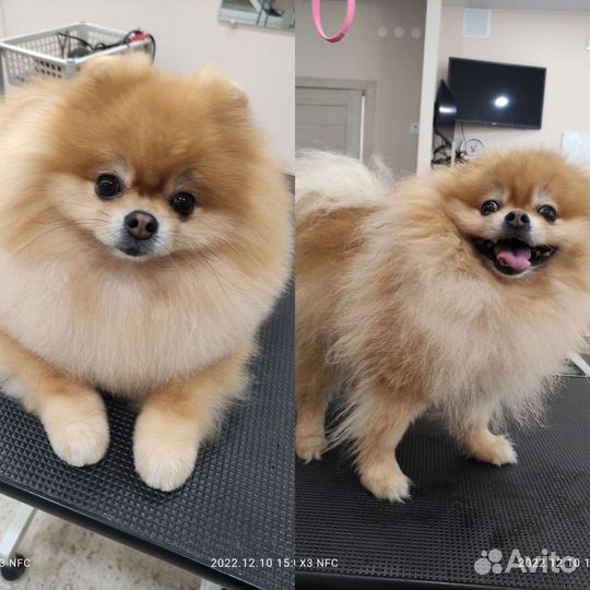 Груминг- стрижка собак